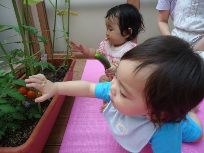 晴れた日は広い園庭でのびのびと遊んだり、基本的な生活習慣も大切にしている昔ながらの認可保育園